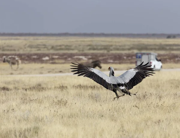 Ein Sekretär Vogel Etosha Park Namibia — Stockfoto