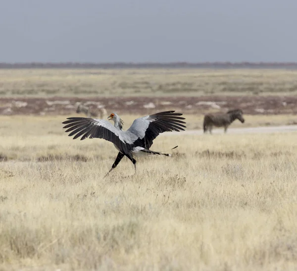 Secrétaire Oiseau Dans Parc Etosha Namibie — Photo