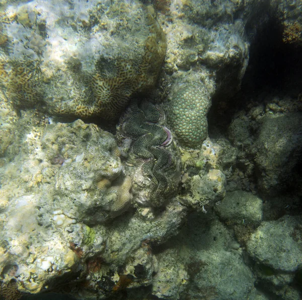Uma Amêijoa Tridacna Gigante Mar Nova Caledônia — Fotografia de Stock