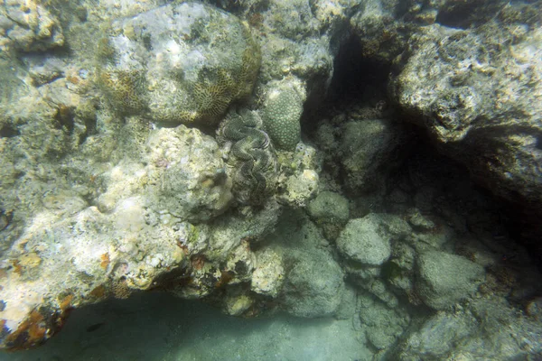Гигантский Тридакна Моллюск Море Новой Каледонии — стоковое фото