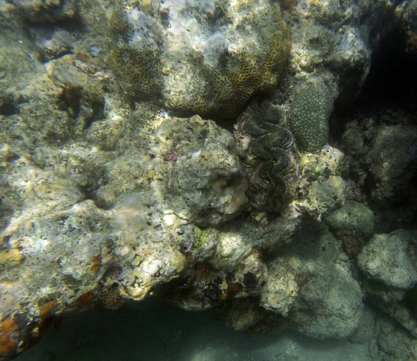 Eine Riesige Tridacna Muschel Meer Neukaledoniens — Stockfoto