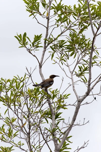 Foto Nova Caledônia Friarbird Uma Árvore — Fotografia de Stock