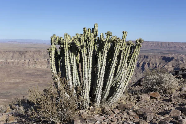 Kaktus Před Rybím Kaňonem Namibii — Stock fotografie