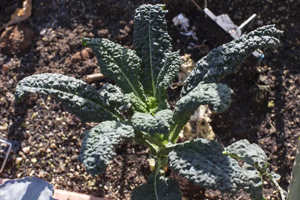 Close Black Cabbage Plant Italy — Stock Photo, Image