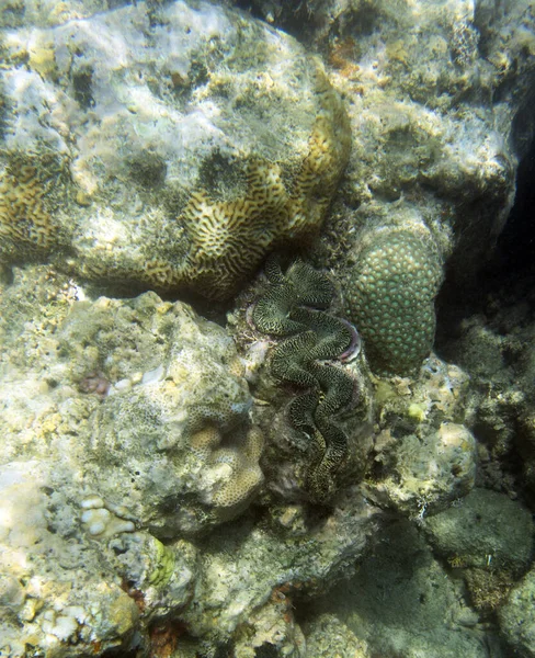 ニューカレドニアの海に浮かぶ巨大なトリダッカの貝 — ストック写真