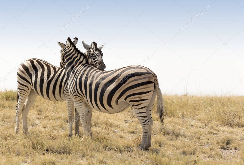 The wildlife of Etosha national park in Namibia, zebra photo