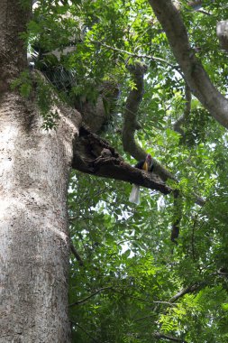 Endonezya 'daki Tangkoko parkında bir ağaçtaki boynuz gagası.