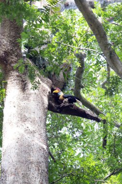 Endonezya 'daki Tangkoko parkında bir ağaçtaki boynuz gagası.