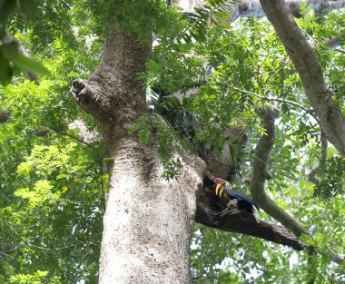 Endonezya 'daki Tangkoko parkında bir ağaçtaki boynuz gagası.