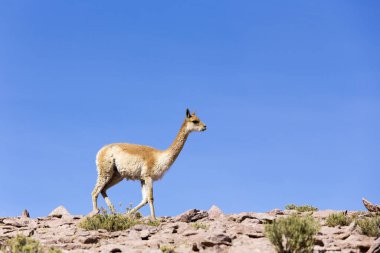 Şili 'deki bir Guanaco' nun fotoğrafı.