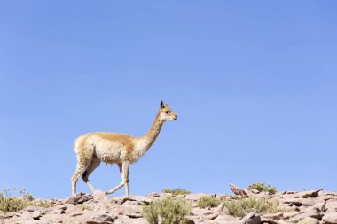 Şili 'deki bir Guanaco' nun fotoğrafı.