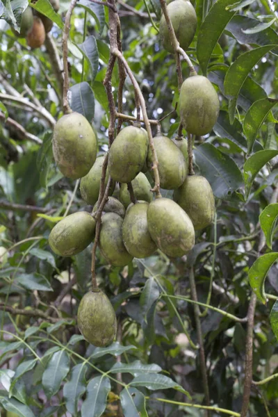 セーシェルの果物のあるナツメの木の写真 — ストック写真