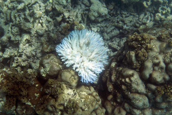Отбеливающиеся Акропорные Кораллы Море Сейшельских Островов — стоковое фото