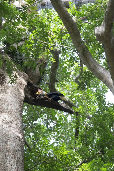 Calabrone Albero Nel Parco Tangkoko Indonesia — Foto Stock