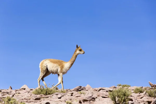 Una Foto Guanaco Chile — Foto de Stock