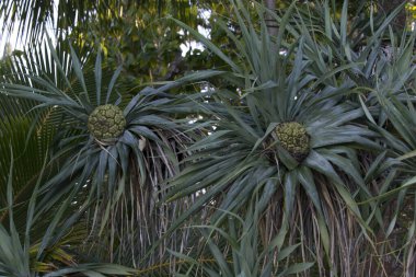 Yeni Kaledonya 'da bir Pandanus fabrikası