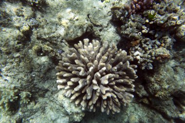 Yeni Kaledonya 'daki mercan resifinin manzarası