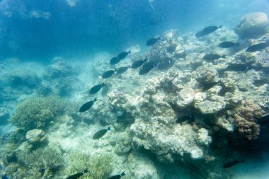 Yeni Kaledonya 'daki mercan resifinin manzarası