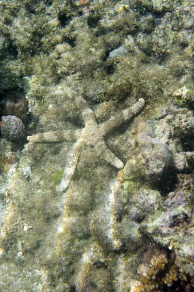 Sand Starfish Togian Islands Indonesia — Stock Photo, Image