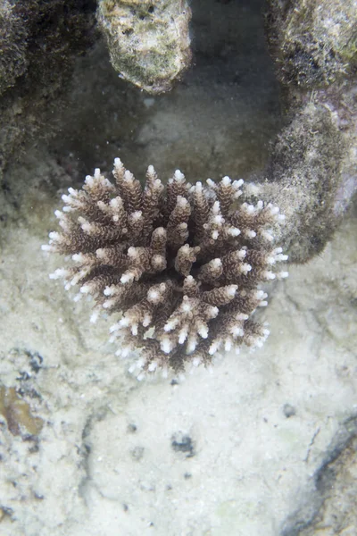 Uma Imagem Coral Acropora Ilhas Togian Indonésia — Fotografia de Stock