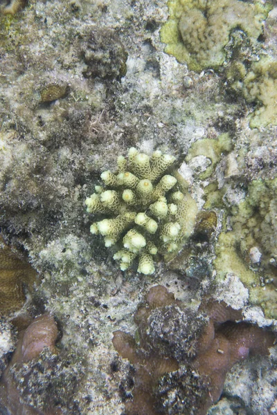 Uma Imagem Coral Acropora Ilhas Togian Indonésia — Fotografia de Stock