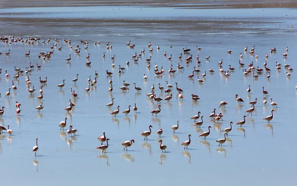 Bolivya Pembe Flamingolarla Dolu Bir Göl — Stok fotoğraf