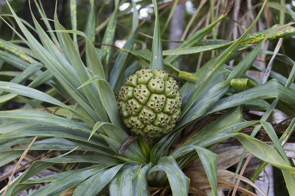 Pandanus Plant New Caledonia — Stock Photo, Image