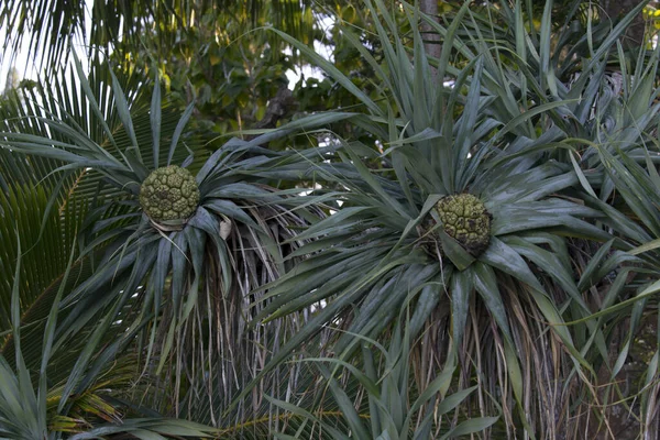 Ένα Φυτό Pandanus Στη Νέα Καληδονία — Φωτογραφία Αρχείου