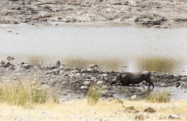 Wildpork Resting Mud Namibia — Stock Photo, Image