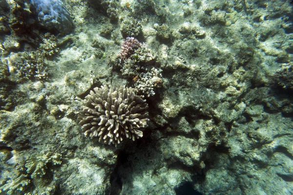 Korallzátony Látképe Kaledóniában — Stock Fotó