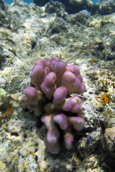 ニューカレドニアのサンゴ礁の眺め — ストック写真