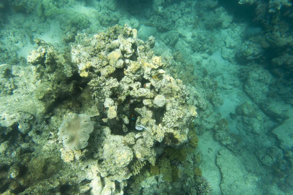 ニューカレドニアのサンゴ礁の眺め — ストック写真