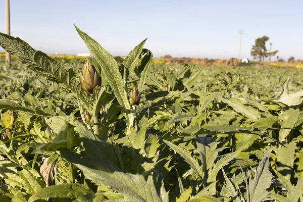 Hartichokes Plantage Vintern Italien — Stockfoto