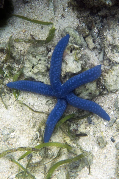 Синяя Морская Звезда Тогийских Островах Индонезия — стоковое фото