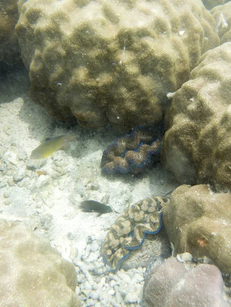 Ecossistema Marinho Ilha Togiana Com Peixes Corais Indonésia — Fotografia de Stock