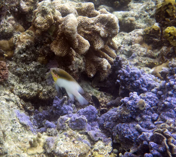 Ecosistema Marítimo Isla Togia Con Peces Coral Indonesia — Foto de Stock