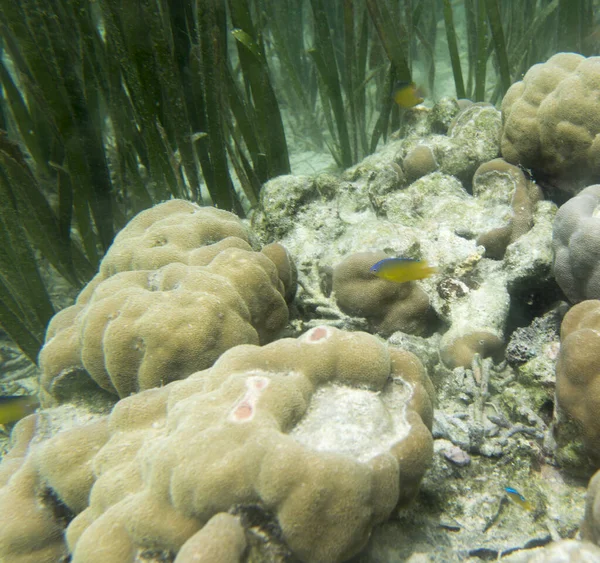 Ecosistema Marino Dell Isola Togian Con Pesci Coralli Indonesia — Foto Stock