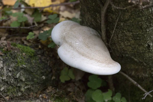 Champignon Trouvé Dans Bois Italie Automne — Photo