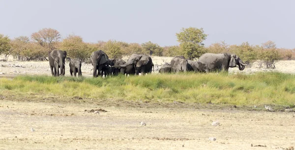 Foto Van Een Olifantenkudde Namibië — Stockfoto