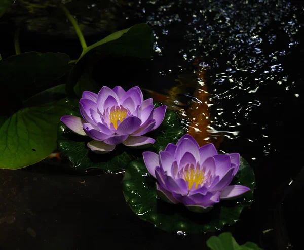 Two Beautiful Water Lily Flowers Sunny Day — Stock Photo, Image