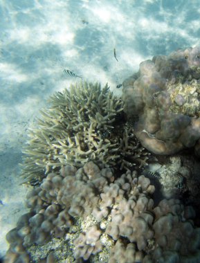 Yeni Kaledonya 'da denizin altındaki dünya