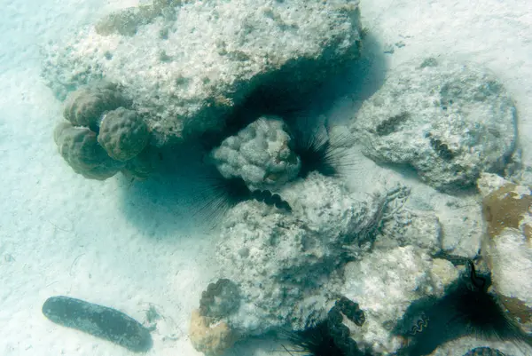 Monde Sous Mer Nouvelle Calédonie — Photo