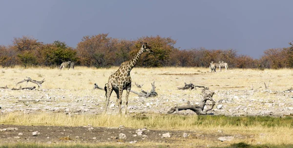 Namibia Landskab August Med Giraf - Stock-foto