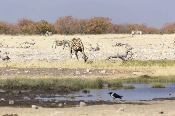 Ένα Τοπίο Namibia Τον Αύγουστο Καμηλοπάρδαλη — Φωτογραφία Αρχείου
