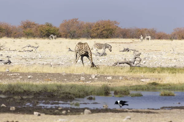 Paysage Namibien Août Avec Girafe — Photo