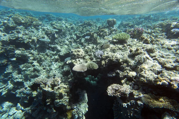 Welt Unter Dem Meer Neukaledonien — Stockfoto