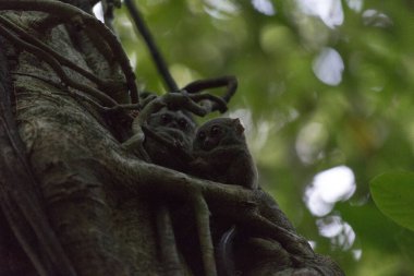 Endonezya 'daki Tangkoko parkında bir ağaçta iki tarsius.