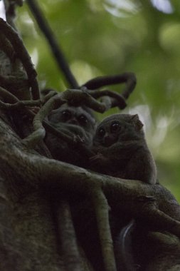 Endonezya 'daki Tangkoko parkında bir ağaçta iki tarsius.