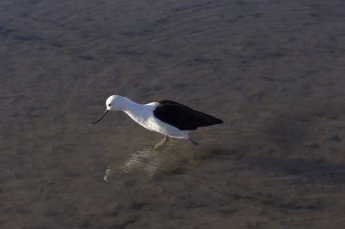 Andean avocet, Recurvirostra andina, Şili 'de 