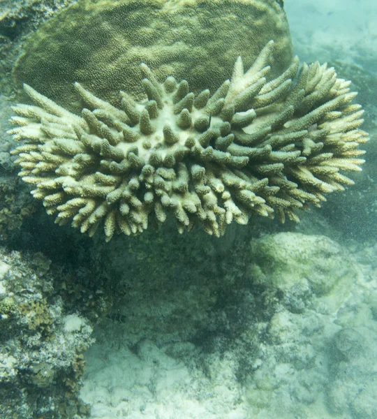 Pochi Coralli Viventi Rimasti Nel Mare Delle Seychelles — Foto Stock